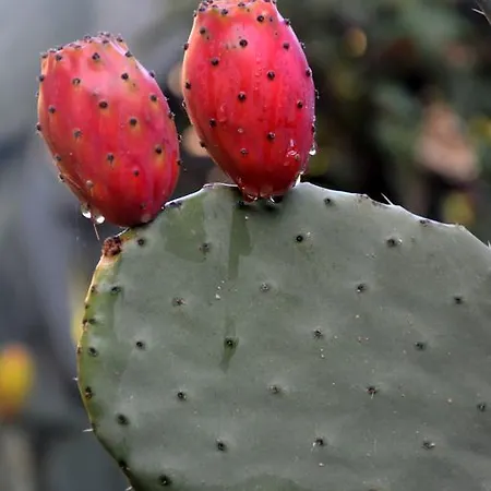 Torre Del Golfo * Cropani