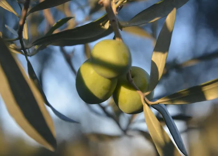 乡村民宿 Torre Del Golfo 克洛帕尼
